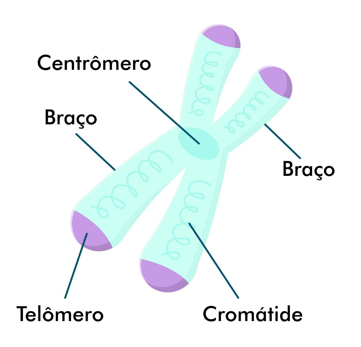 O que são cromossomos? - Todos Somos Cromossomos